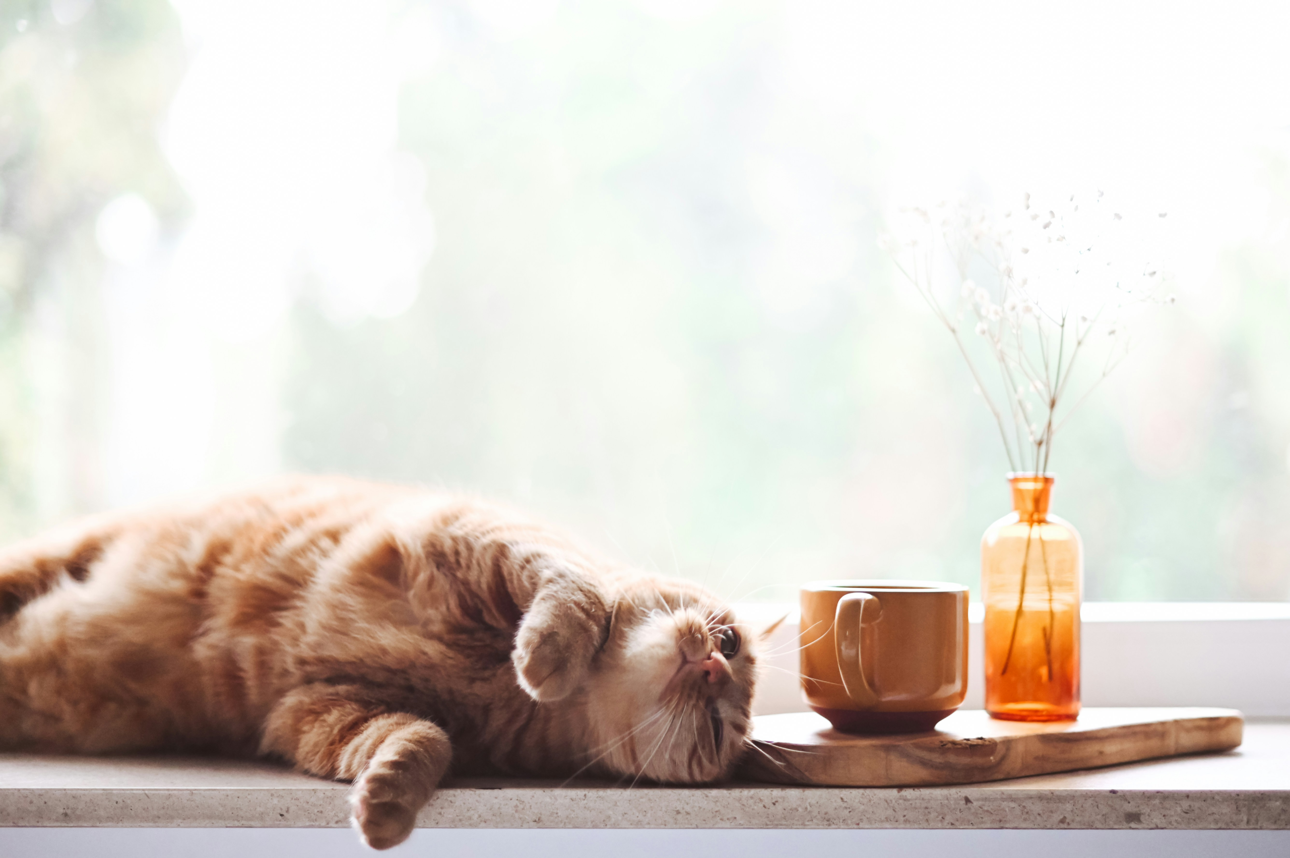 ways introverts express gratitude - a cat resting on a window sill