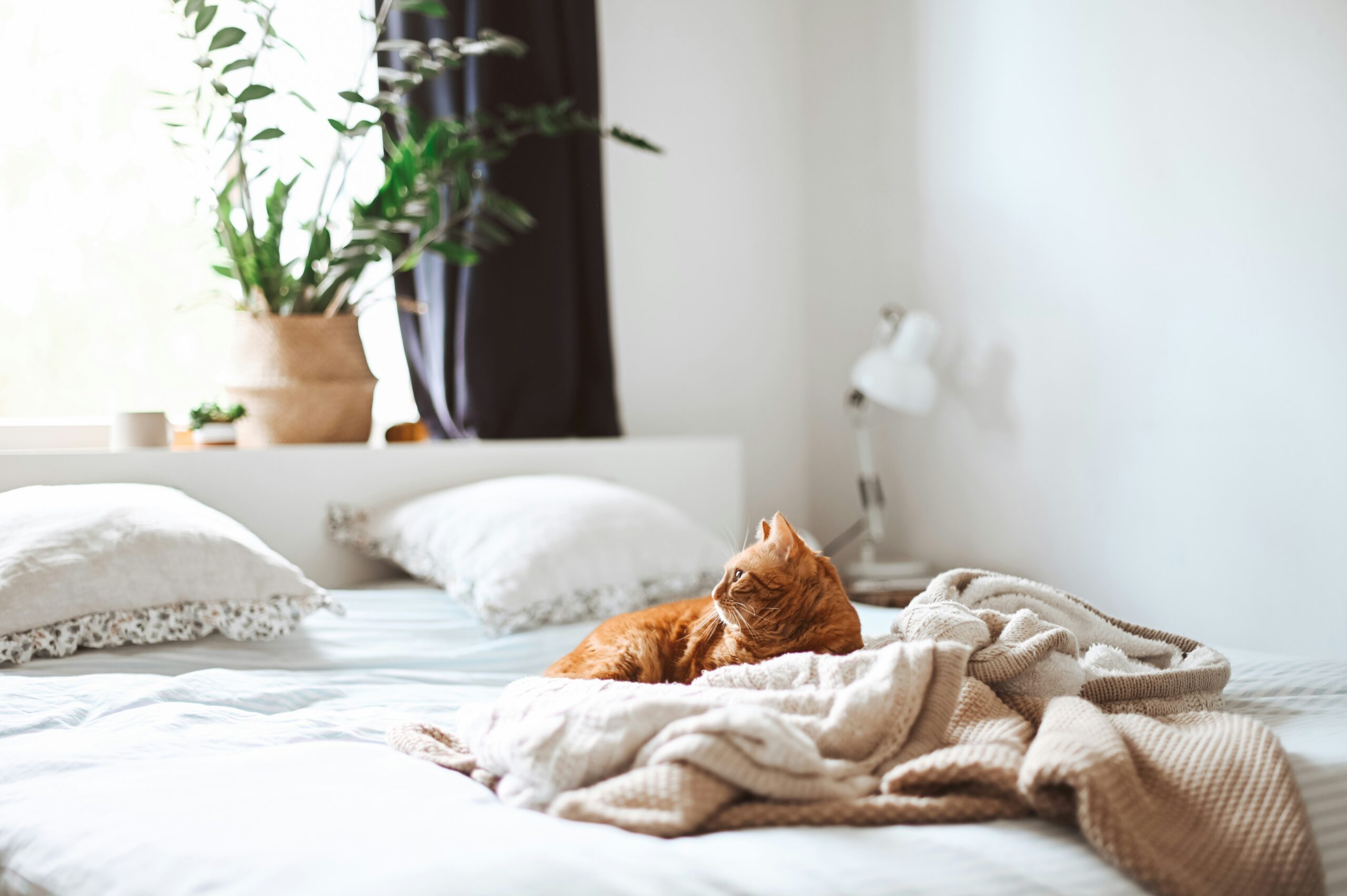 how to start your day with gratitude and joy - cat relaxing on a bed in the morning