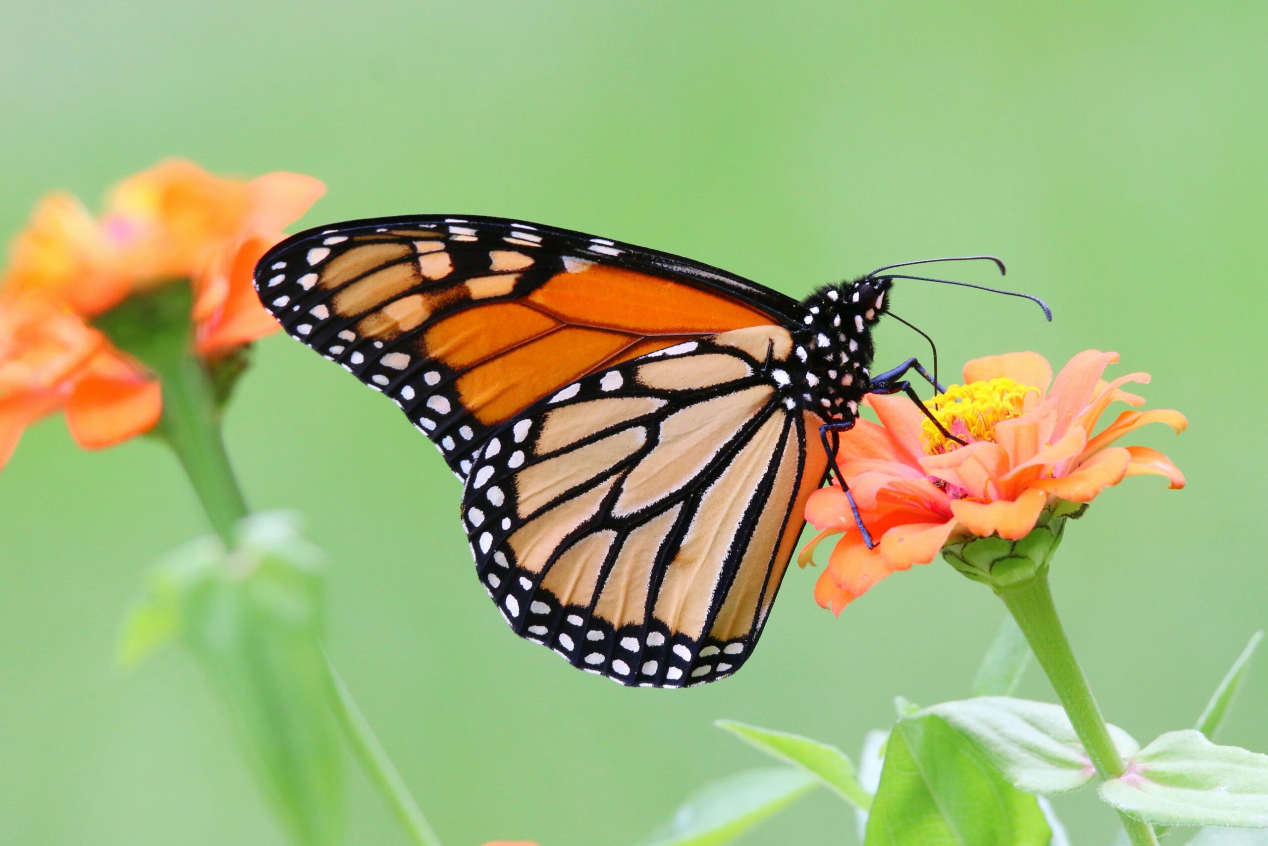 how to notice glimmers - Close up of a beautiful monarch butterfly sitting on an orange flower